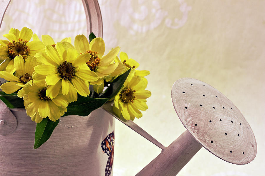 Watering Can Daisies Photograph by Sandra Foster