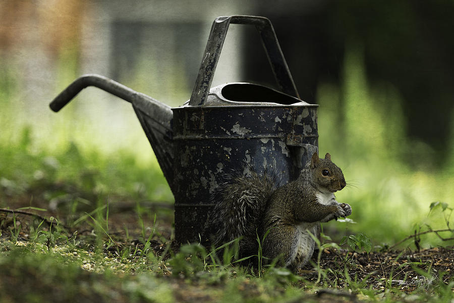 Watering Can Photograph by Everet Regal
