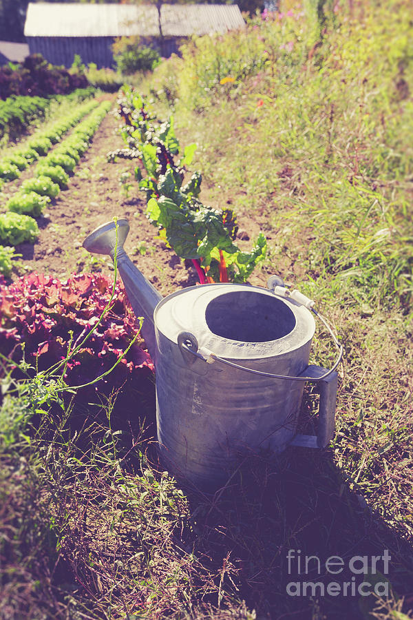 Watering Can in a farm field Photograph by Edward Fielding