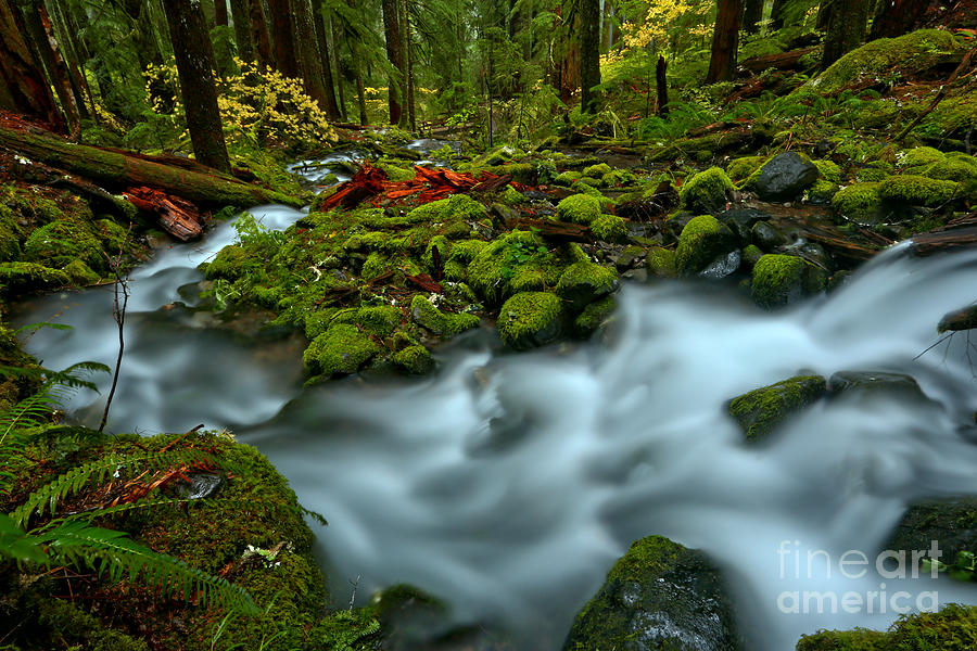 Watering The Rainforest Photograph by Adam Jewell - Fine Art America