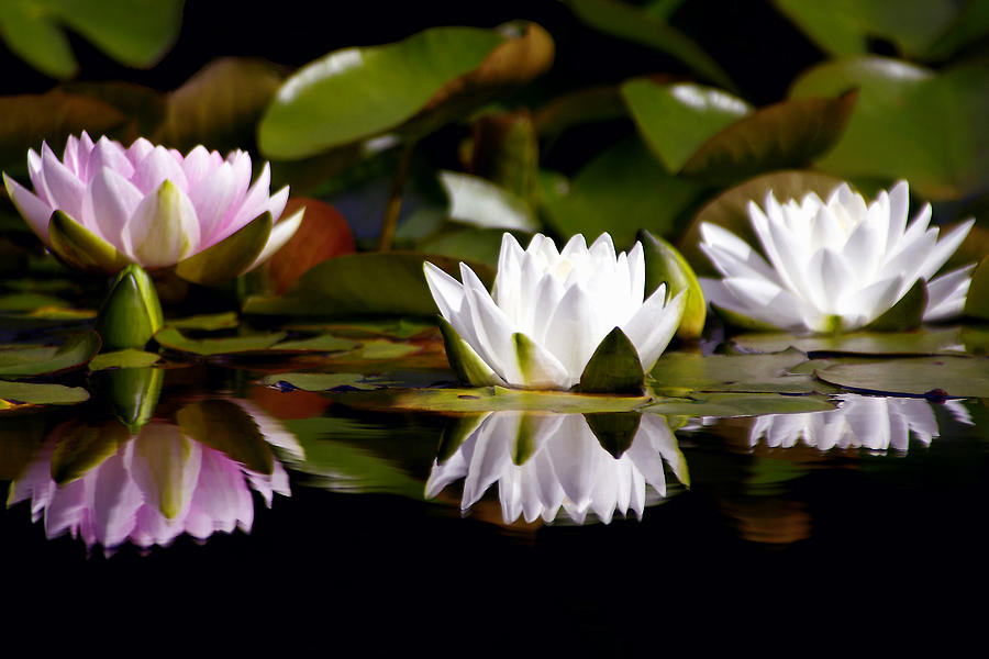 Flower Photograph - Waterliles Reflecting by Debra Orlean