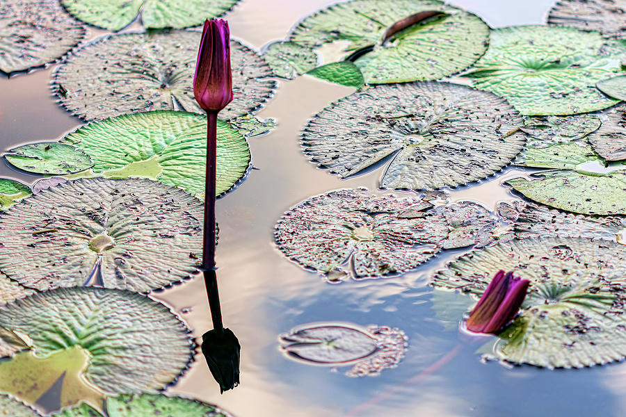 Water Lilies 3 Photograph by Nadia Sanowar