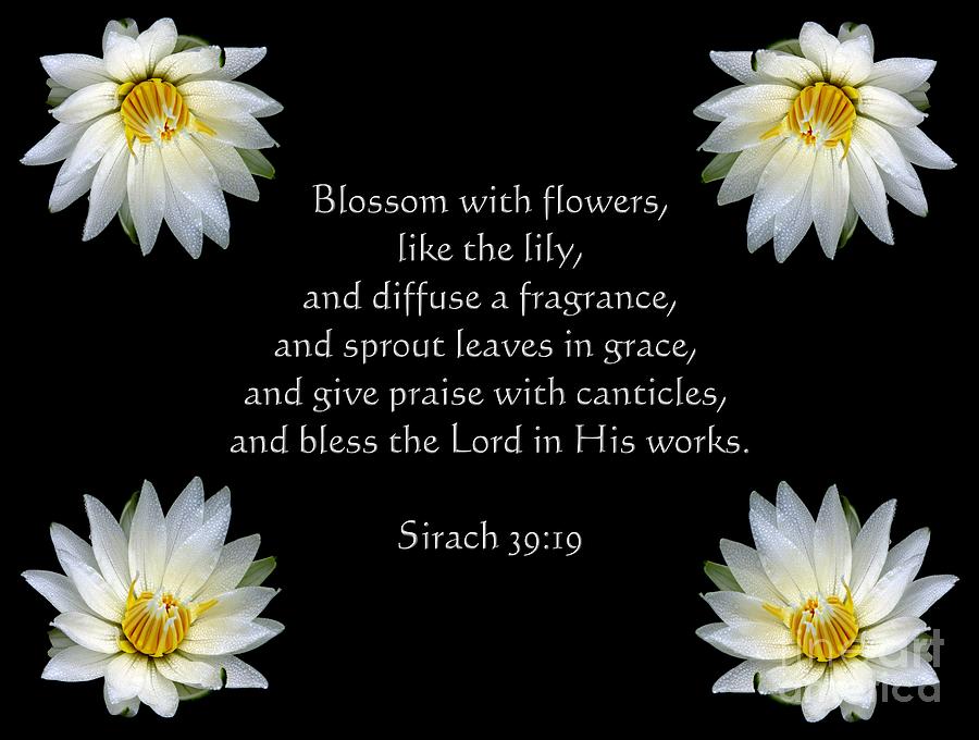 Waterlilies And Sirach Quote From Bible Photograph