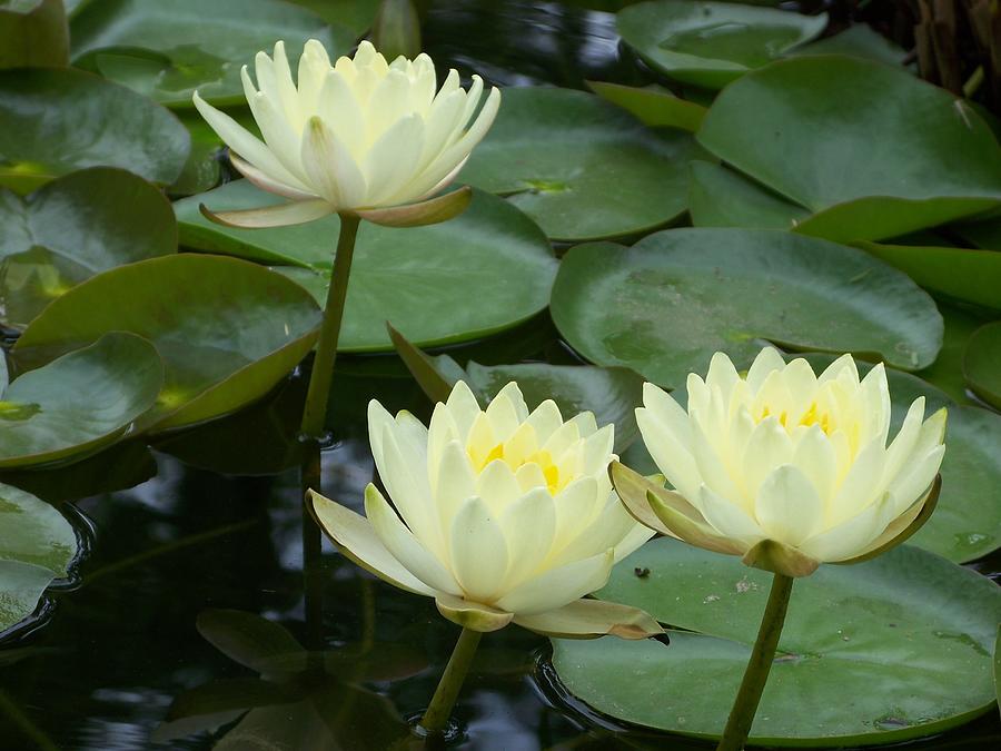 Waterlilies Photograph by Celene Terry
