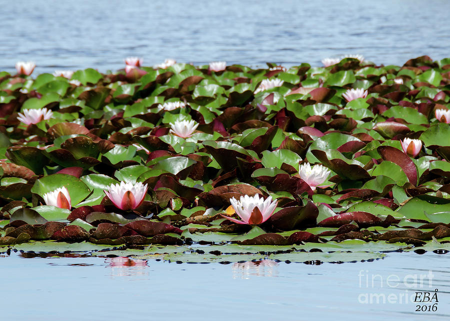 Waterlilies Photograph by Elaine Berger