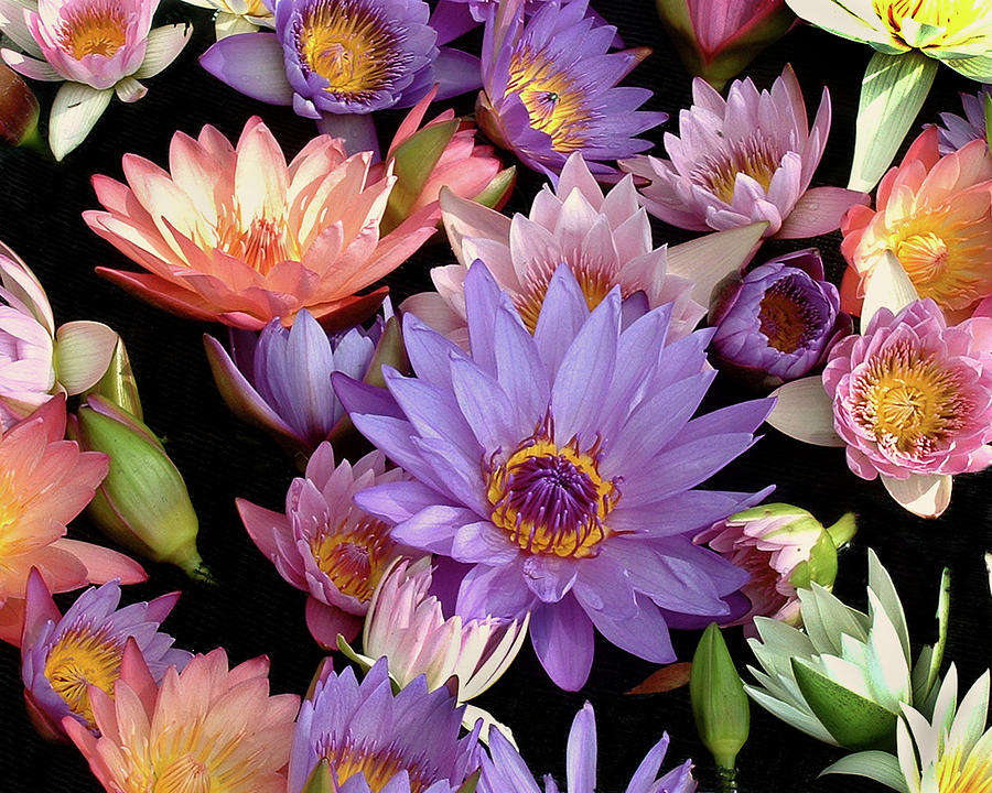 Waterlilies in Color Photograph by Peggy Urban