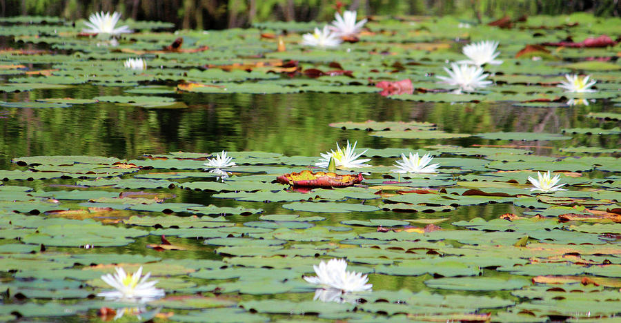 Waterlilies In The Morning Photograph by Cynthia Guinn