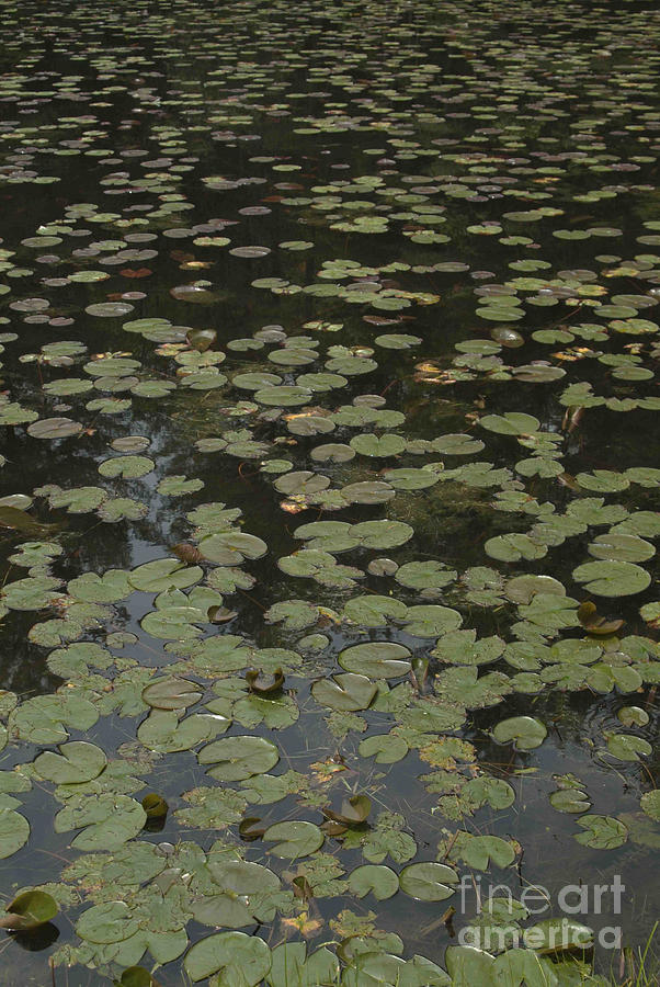Water Lilies 2 Photograph