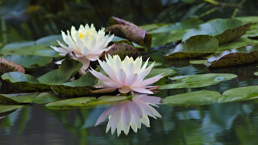 Waterlily Photograph - Waterlilies by Katherine White