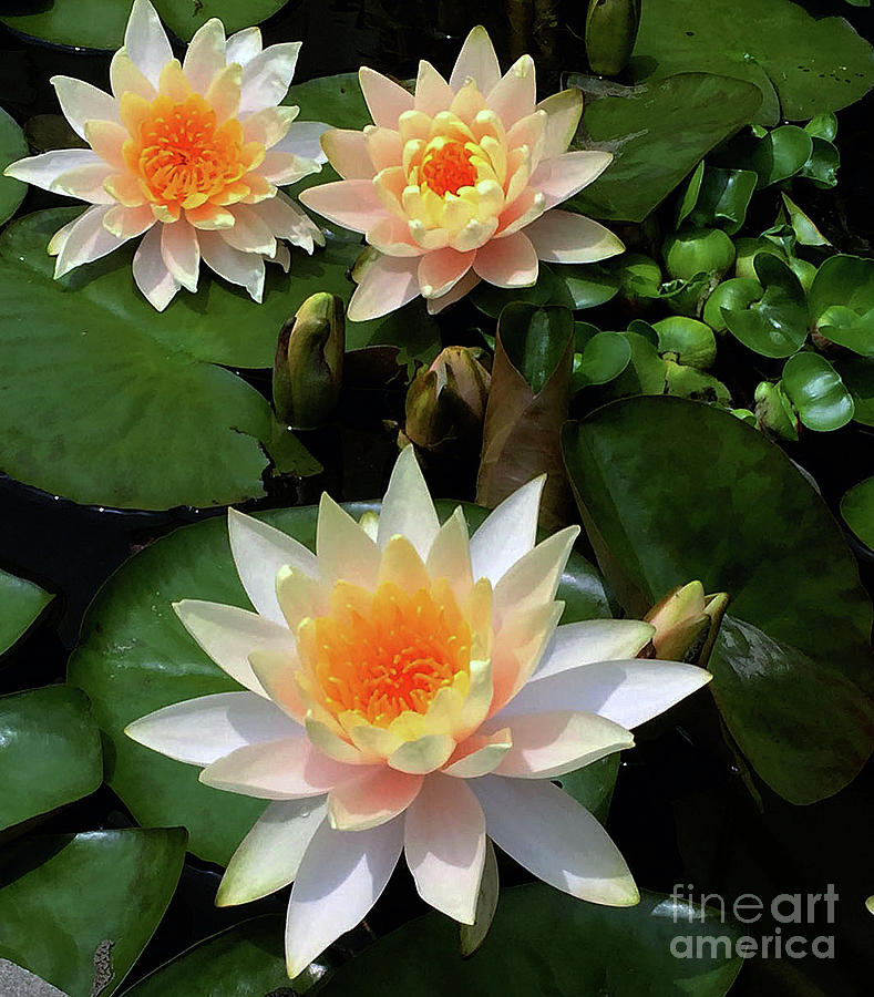 Waterlilies Late Afternoon Photo Painting by Marlene Book