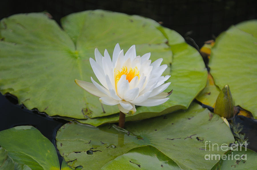 Flower Photograph - Waterlilies by Miguel Celis Flower Photograph - Waterlilies by Miguel Celis