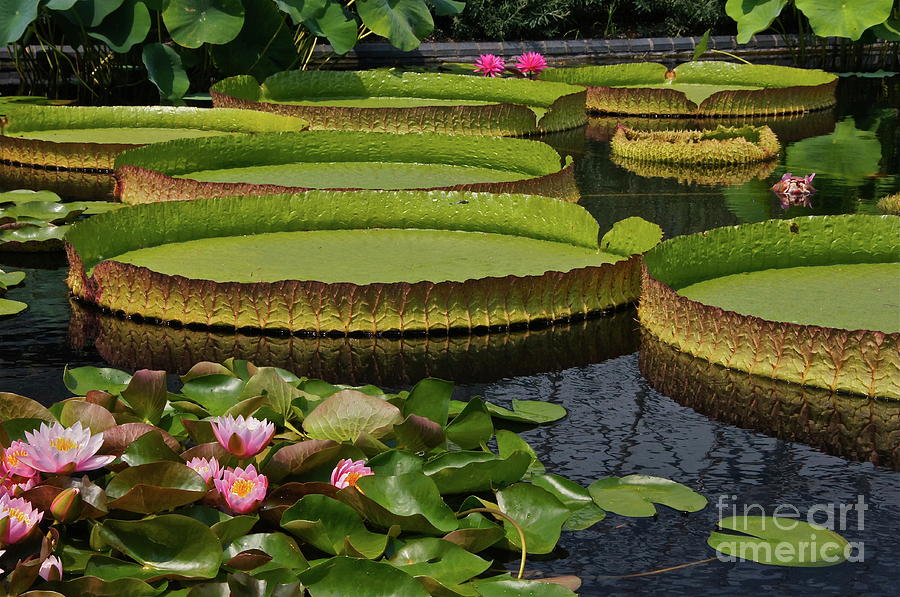 Waterlilies North And South Photograph by Byron Varvarigos