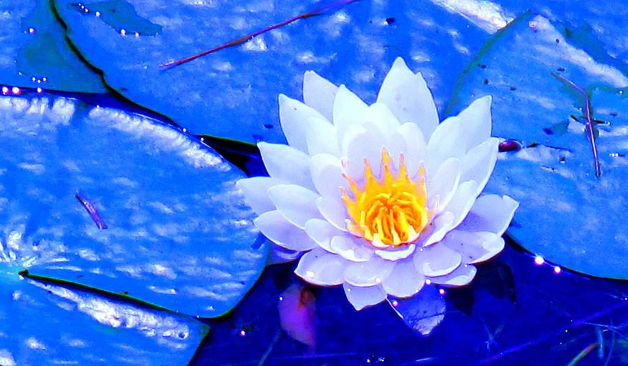 Blue Water Lily Photograph by Ian  MacDonald