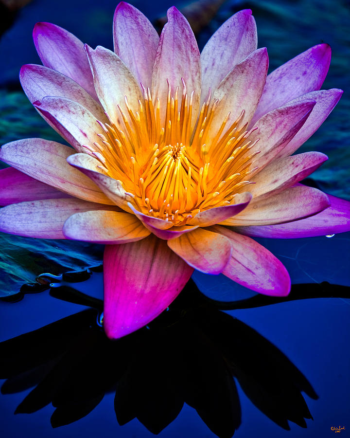 Waterlilly Photograph by Chris Lord