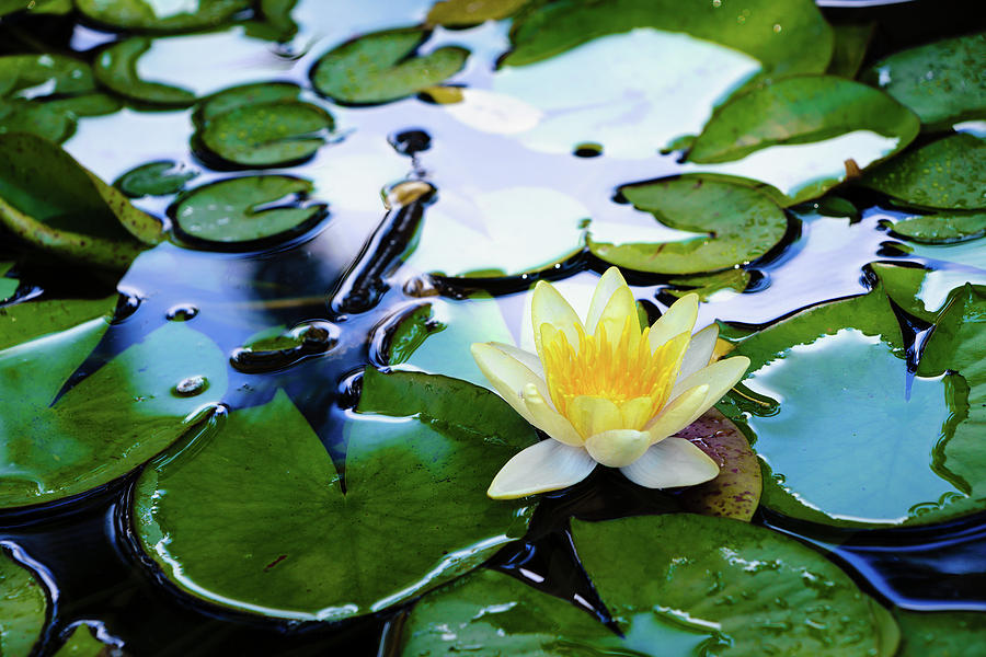Waterlilly on Blue Pond Photograph by Robert FERD Frank