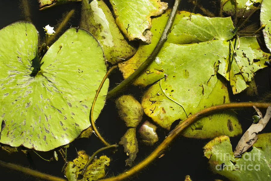 Waterlilly Plants Photograph