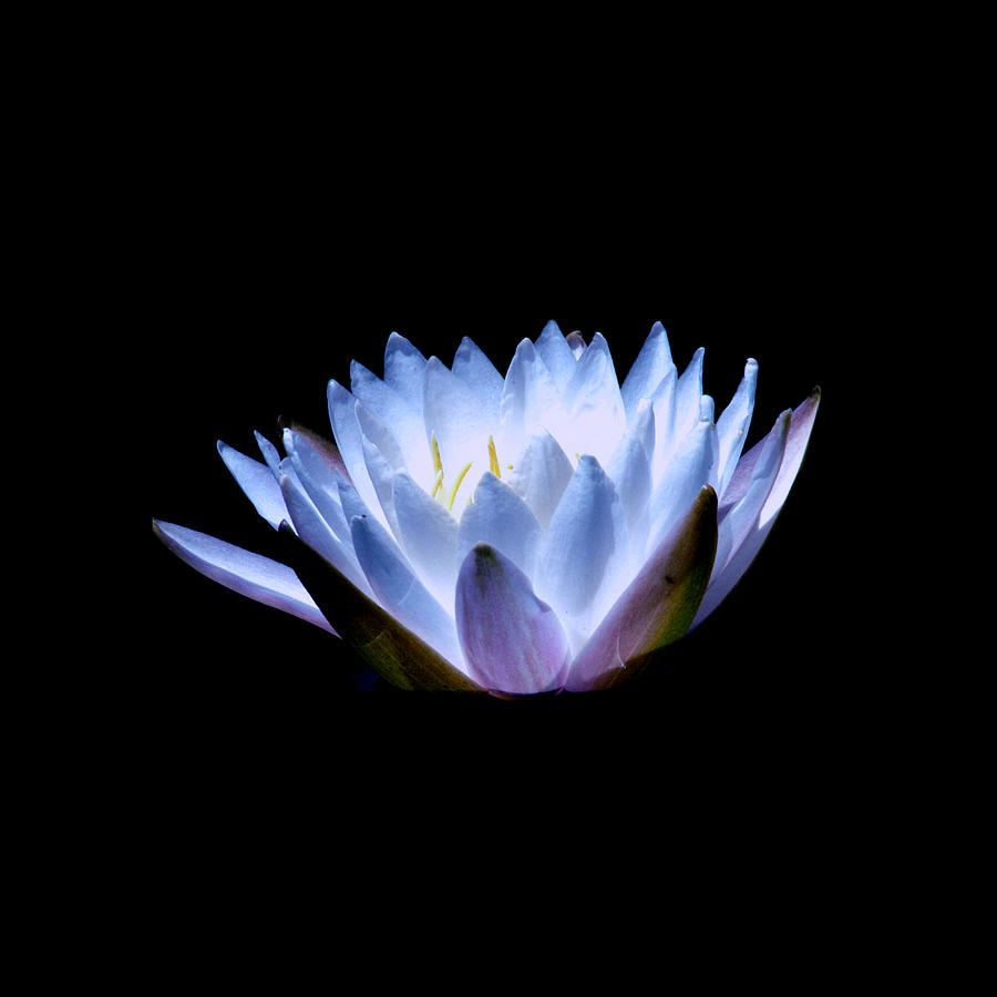 Waterlily 2 Photograph