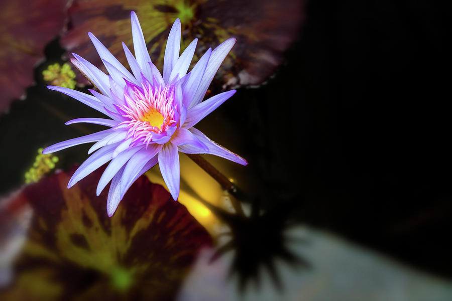 Waterlily 2 Photograph by Jonathan Nguyen