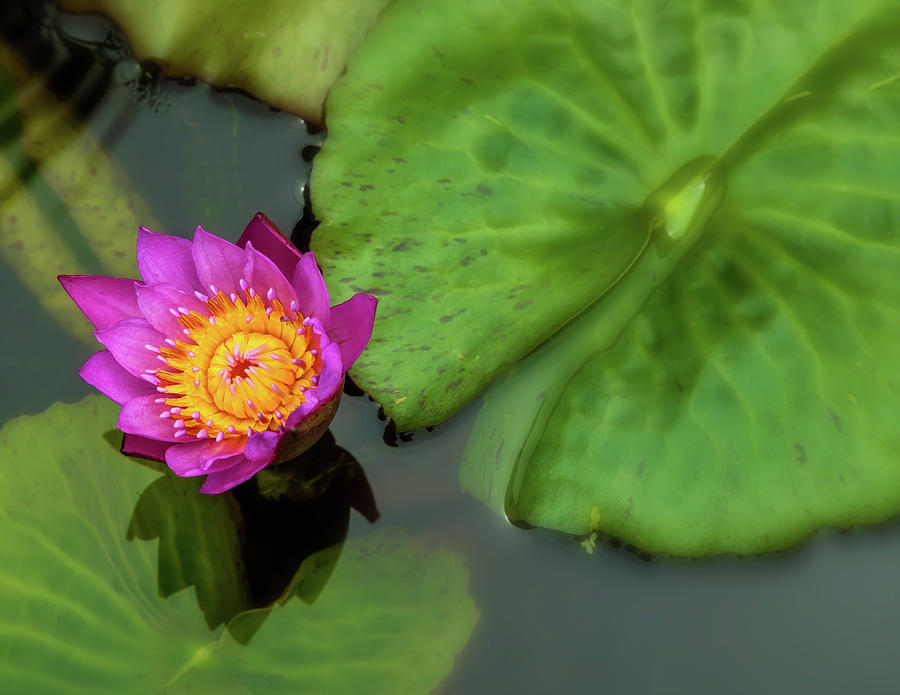 Waterlily 5 Photograph by Jonathan Nguyen