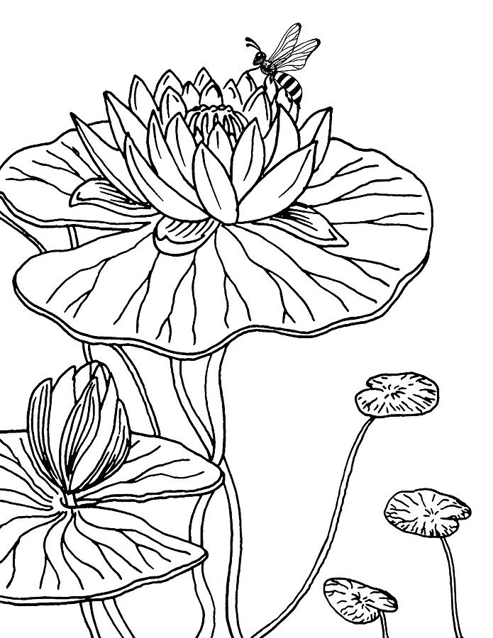 Waterlily And Bee Drawing Drawing