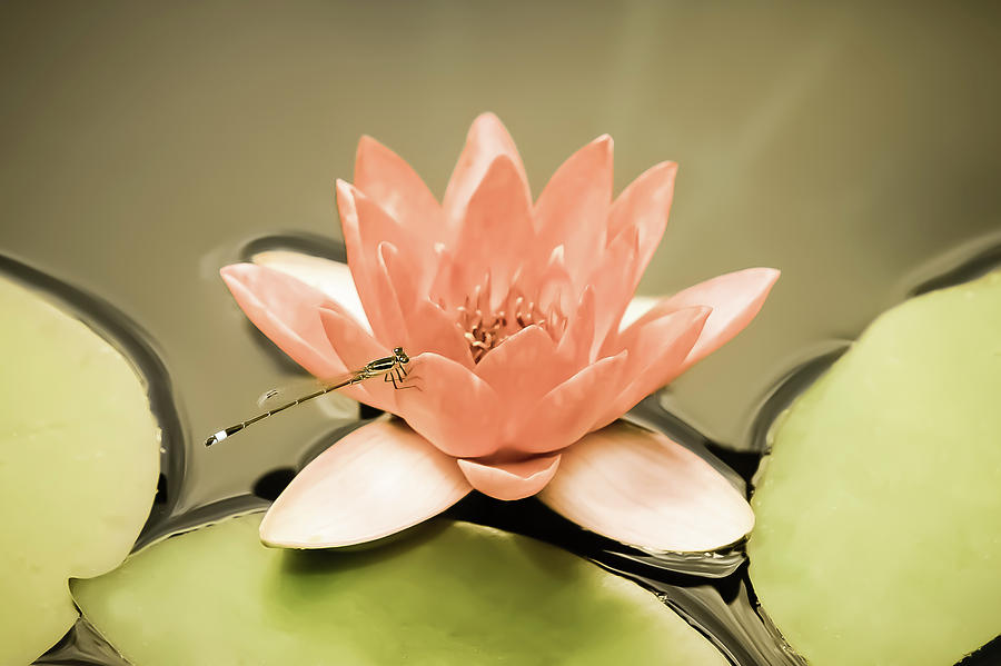 Waterlily and Damselfly Photograph by Amy Sorvillo