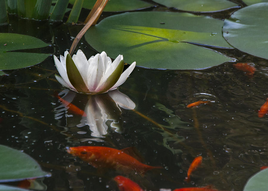 Waterlily and Goldfish Photograph by Ches Black
