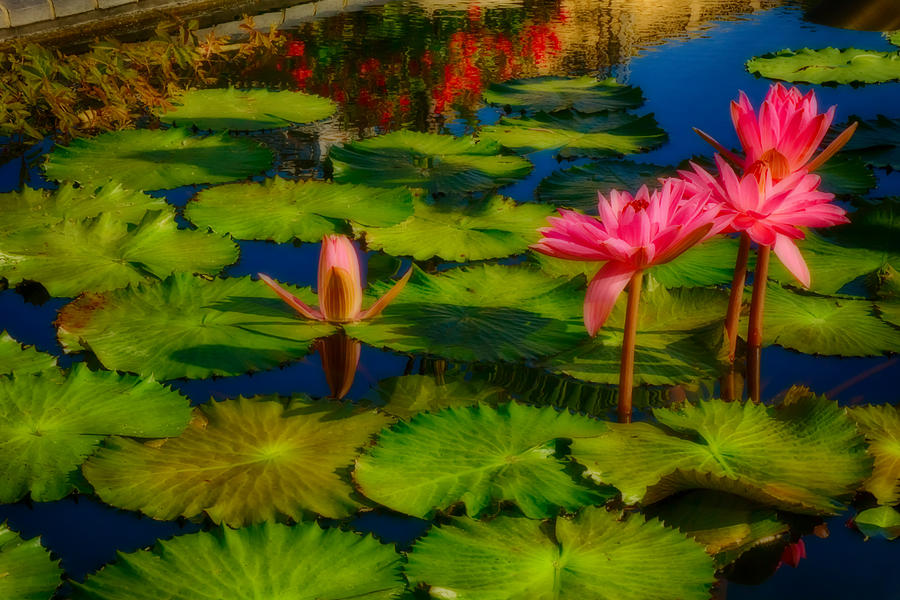 Waterlily Blooms - Ethereal Photograph by Amanda Jones