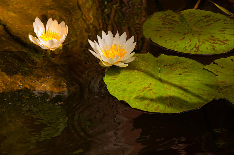 Waterlily Photograph by Carolyn DAlessandro