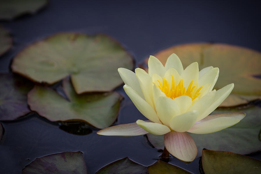 Waterlily Photograph by Clare Bambers
