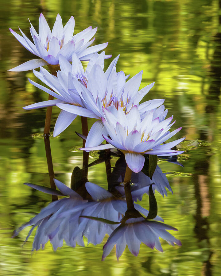 Waterlily Dance Photograph by Dawn Currie