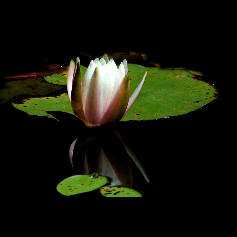 Waterlily Photograph by David Weeks