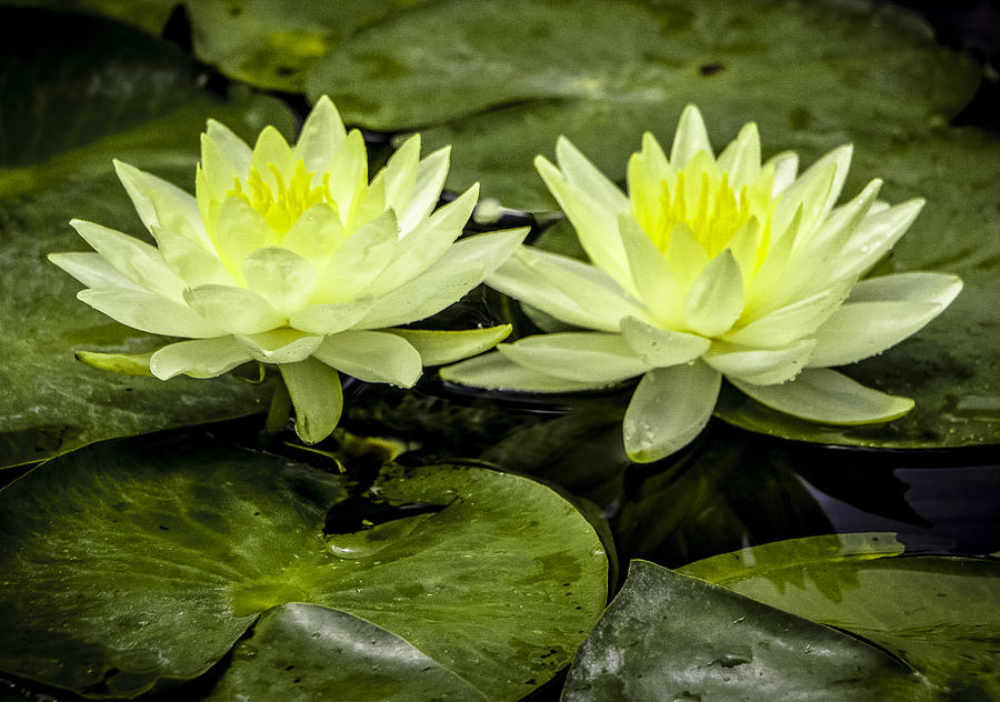 Waterlily Duet Photograph by Venetia Featherstone-Witty