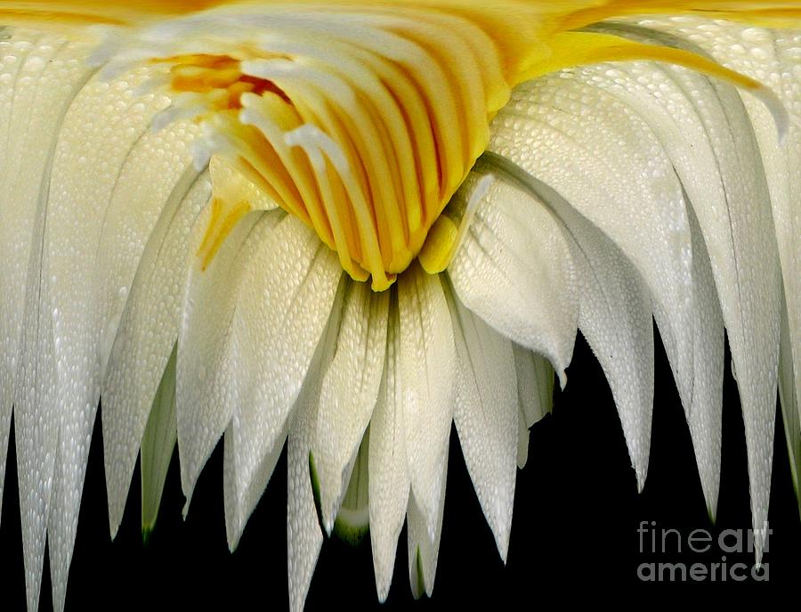 Waterlily Flower Abstract Photograph by Rose Santuci-Sofranko