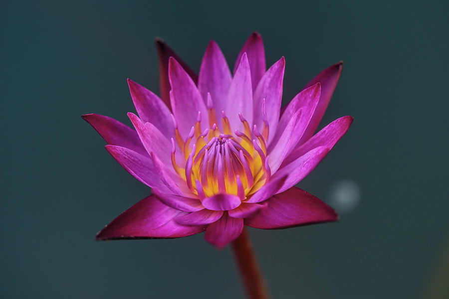 Summer Photograph - Waterlily III by Ravi S R