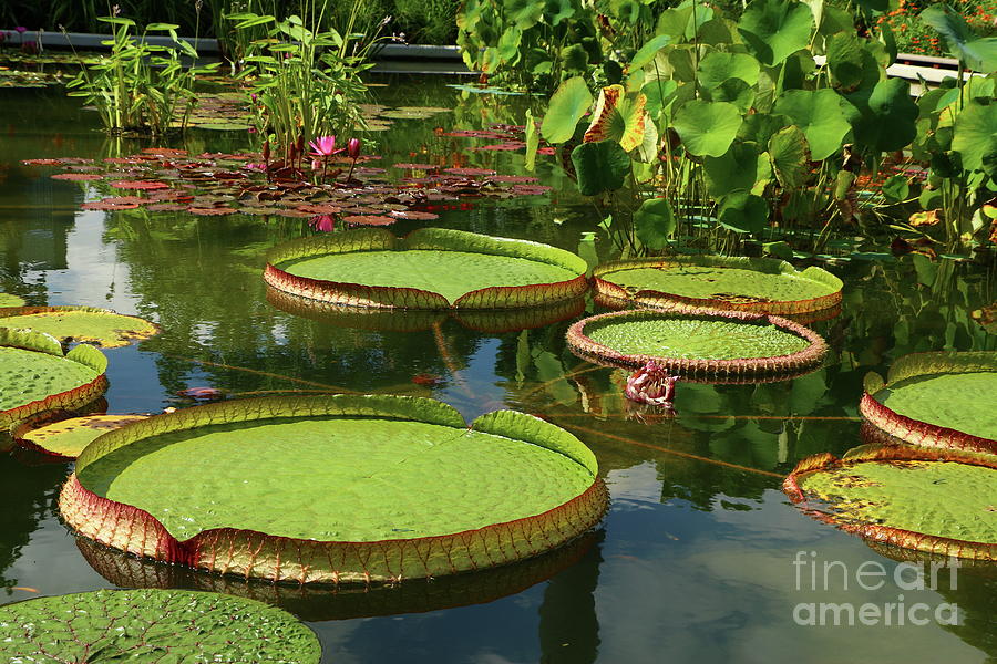 Nature Photograph - Waterlily Leaf Platters by Christiane Schulze Art And Photography