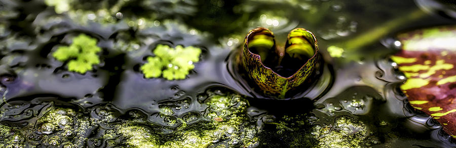 Waterlily Love Photograph by Jackie Sajewski
