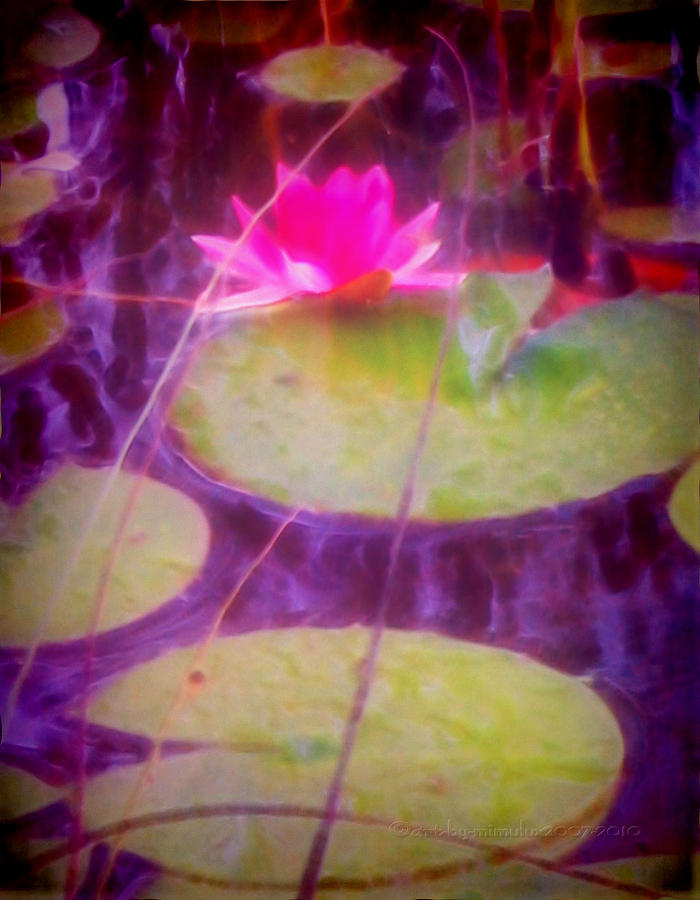 Waterlily Digital Art by Mimulux Patricia No