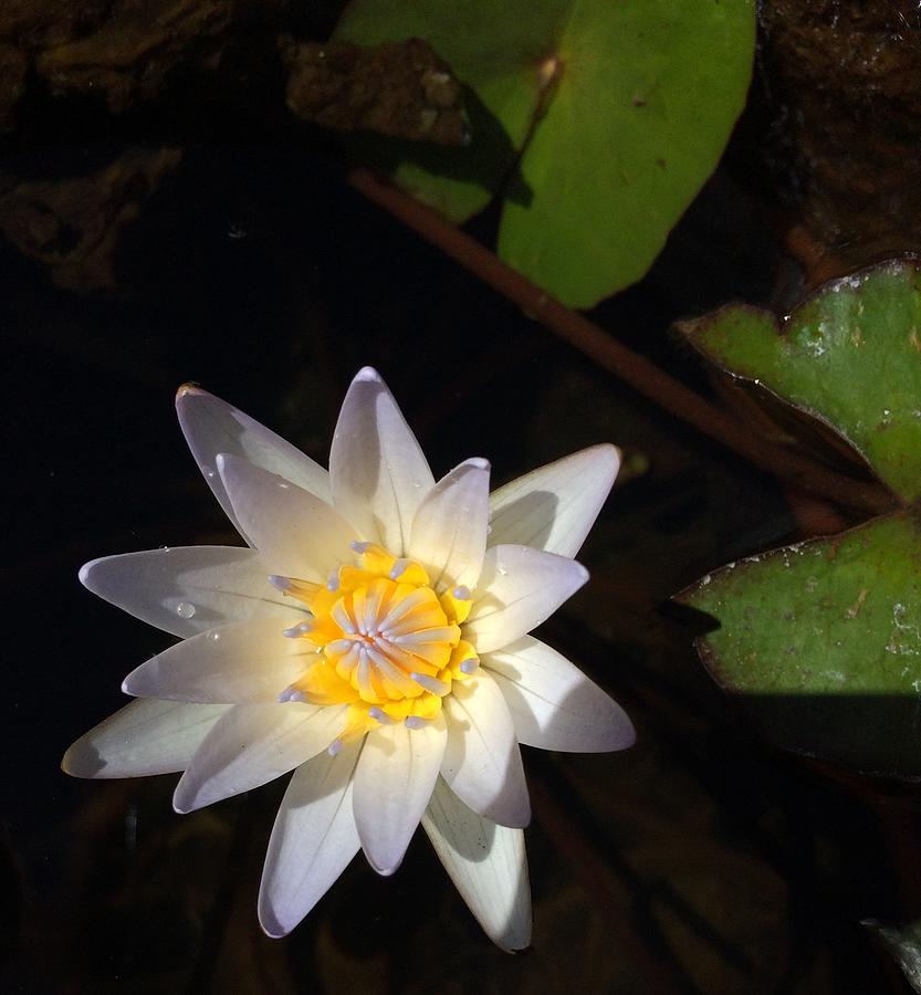 Waterlily  Photograph by Natalia Wallwork