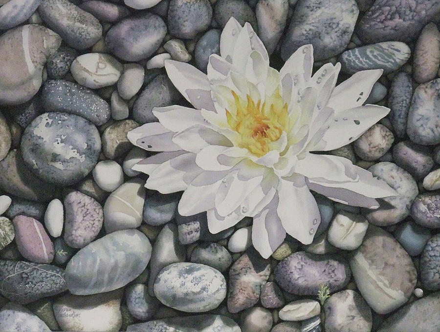 Waterlily on the Rocks by Karen Richardson Waterlily on the Rocks by Karen Richardson