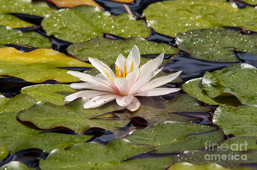 Waterlily On The Water Photograph by Michal Boubin