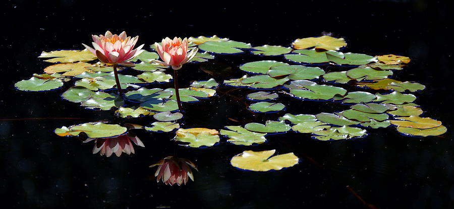 Waterlily Panorama Painting by Marilyn Smith