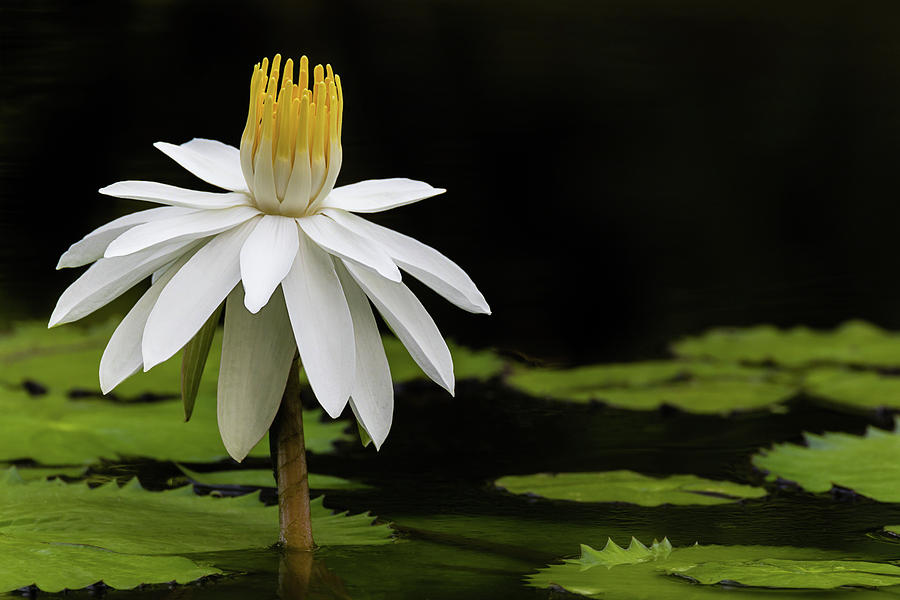 Waterlily Perfection Photograph by Dawn Currie