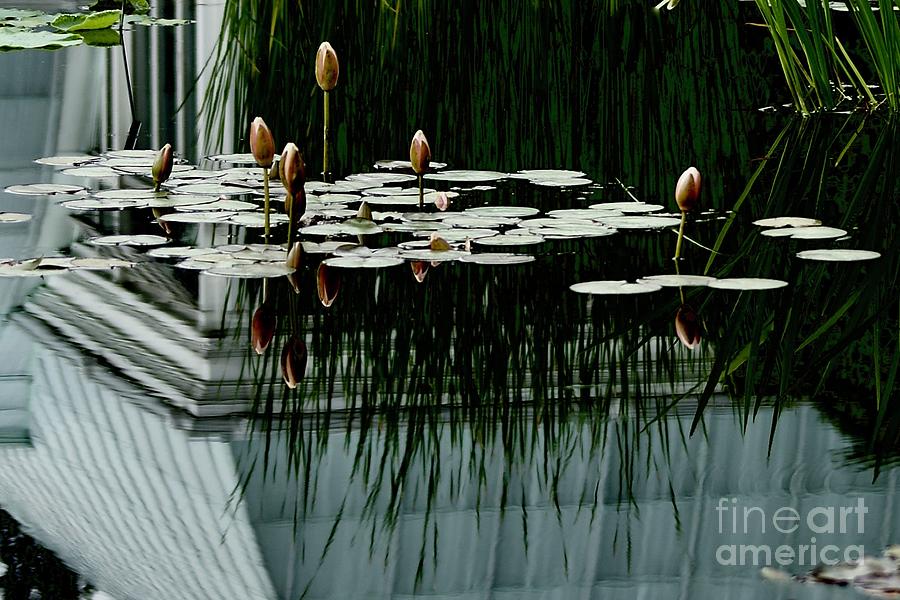 Waterlily Reflections Photograph by Margie Avellino