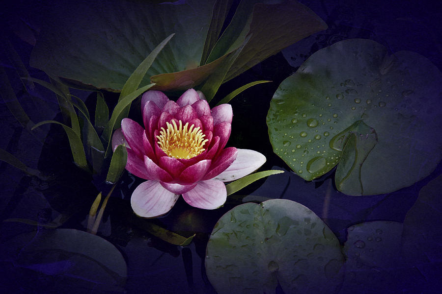 Waterlily Photograph by Richard Cummings