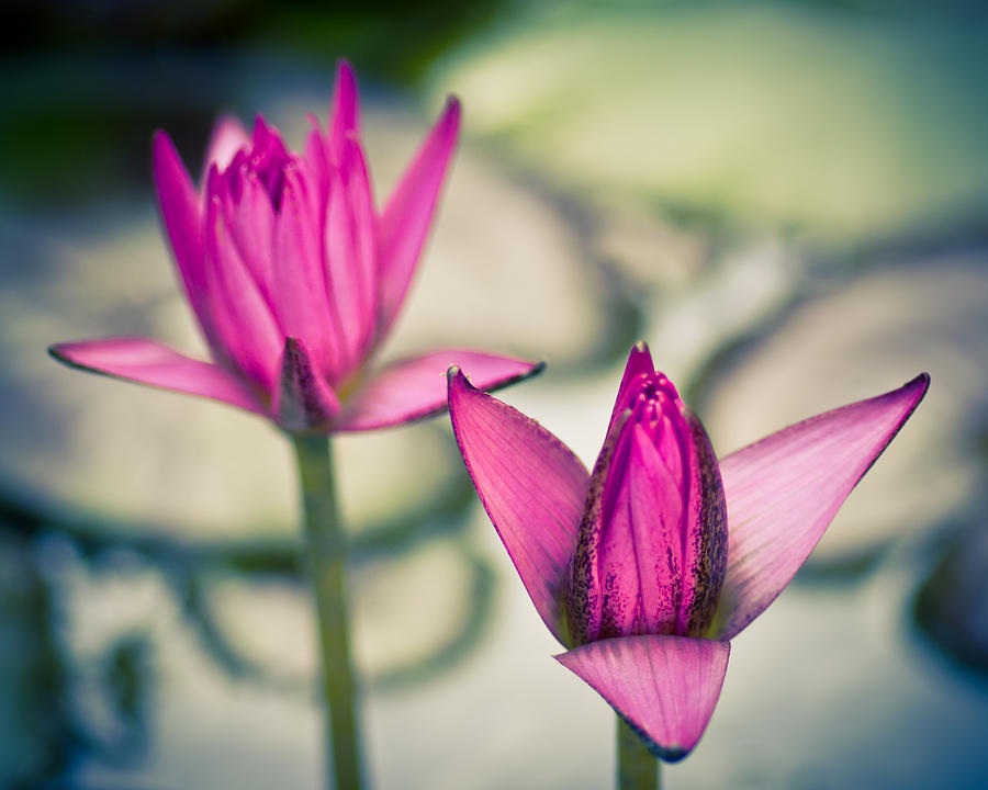 Nature Photograph - Waterlily Twins - Tropical Dream in the Pond by Priya Ghose