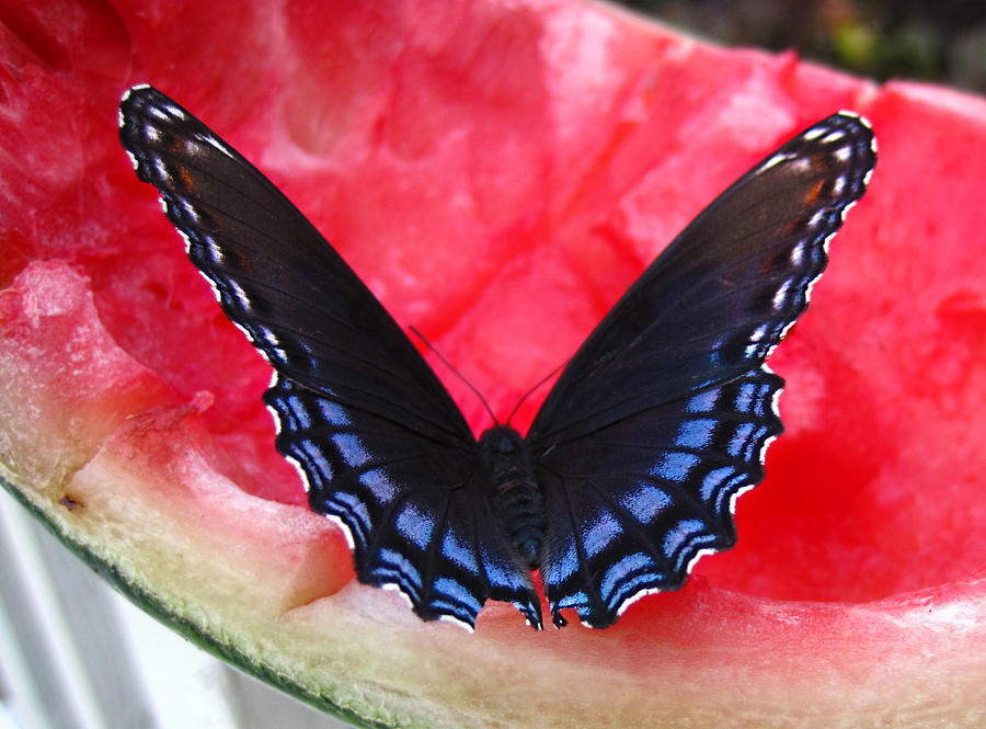 Watermelon Butterfly Photograph by Lara Ellis