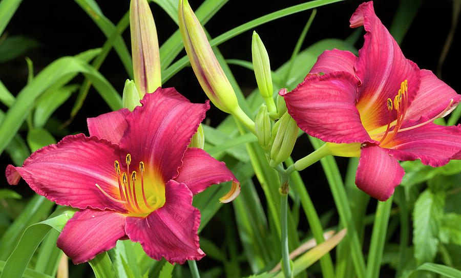 Watermelon Color Daylily Photograph by Kathy Clark