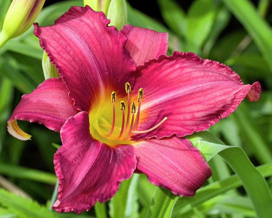 Watermelon Colored Day Lily Photograph by Kathy Clark