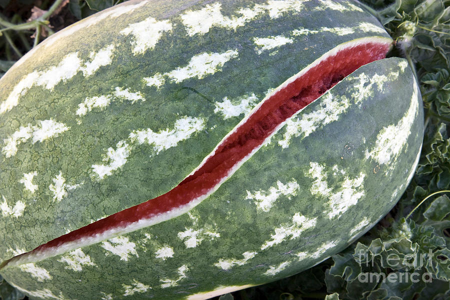 Watermelon Photograph by Inga Spence