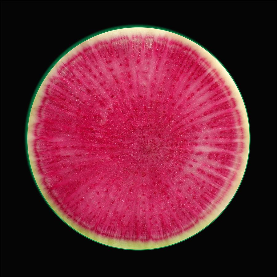 Watermelon Radish Photograph by James Temple